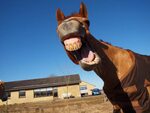El caballo más extraño del mundo con una sonrisa diferente como nunca antes