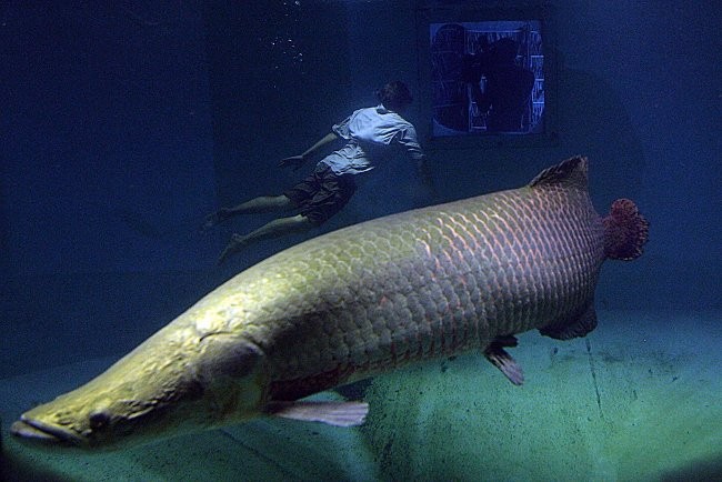 Arapaima gigas: Explorando el fascinante mundo del pez de agua dulce más grande.