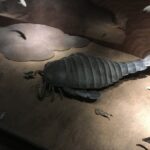 La sorpresa llegó cuando un escorpión de mar de 2 metros de largo, que se cree que se extinguió hace millones de años, fue descubierto inesperadamente en Australia.