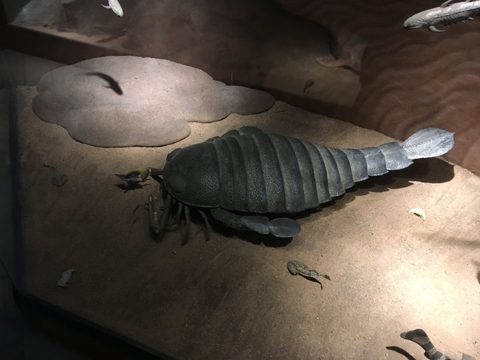 La sorpresa llegó cuando un escorpión de mar de 2 metros de largo, que se cree que se extinguió hace millones de años, fue descubierto inesperadamente en Australia.