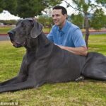 Giant Among Canines: The Remarkable Journey of the 7-Foot Great Dane