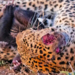 Watch: Leopard takes on honey badger in very noisy brawl