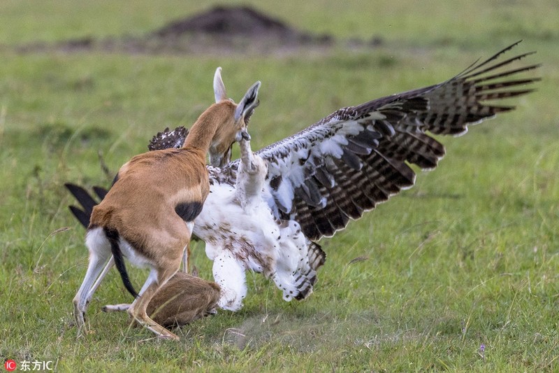 Leopard atacó a Gazelle pero de repente atacó al Águila.
