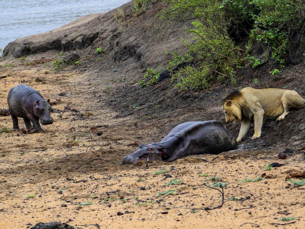 Brave Baby Hippo defendió a su madre vinerabie contra un león macho contra todo pronóstico