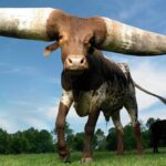 Un toro gigante de tres cuernos dejó boquiabierTo al mundo, pesando 6,000 libras e imaginando 32 pies de largo, y la verdad al respecTo