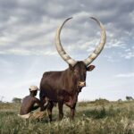 Maravilla sin palabras: una enorme vaca de tres cuernos asombra al mundo, pesa 6000 libras y mide 32 pies de largo.