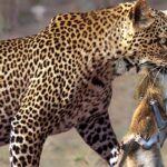 Tгаɡedу! Baby Baboon Hugs Mother Monkey’s сoгрѕe In Hopelessness Under The Teeth Of A Leopard