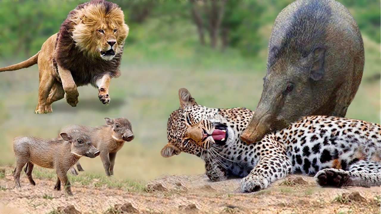¡Horror! Warthog lucha por su vida contra leopardos y leones