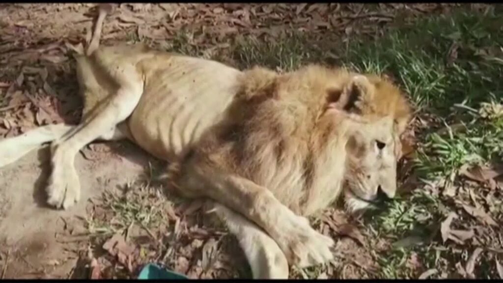 Este león fue rescatado al que solo le queda piel y huesos