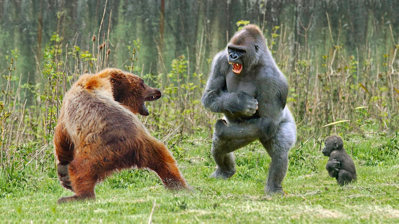 Épica batalla por la supervivencia: Gorila vs. Oso en una pelea para proteger a un bebé gorila con una conclusión esperada