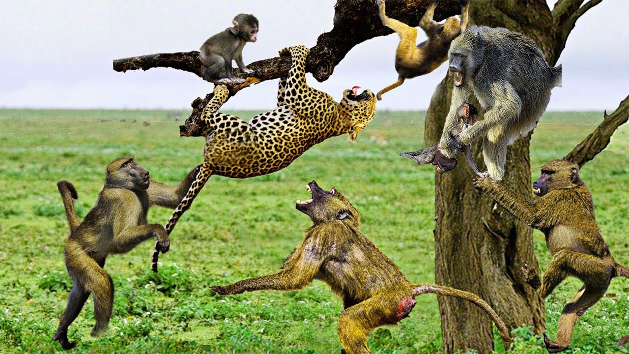 ¡Venganza salvaje! El doloroso leopardo sufrió una trágica muerte cuando fue sometido a la ira de los babuinos