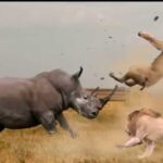 Los rinocerontes se alimentan de los leones con un gran flujo (video)