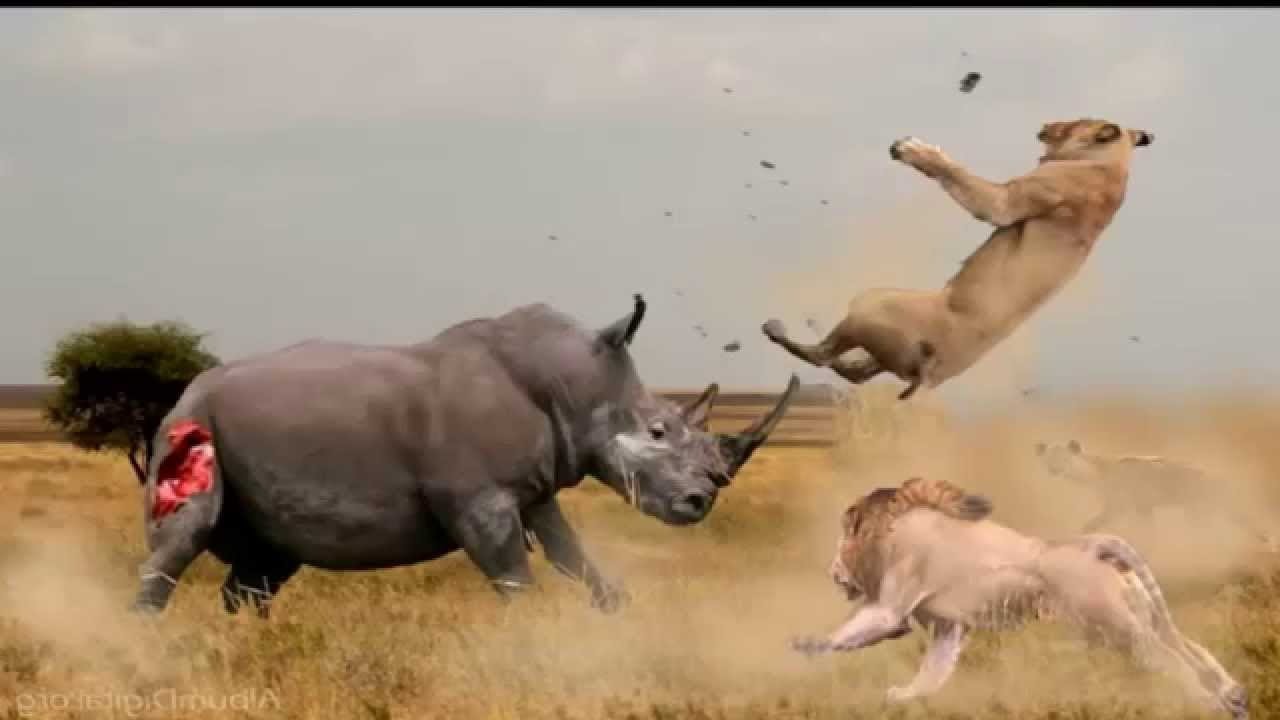 Los rinocerontes se alimentan de los leones con un gran flujo (video)