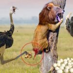 Llevando a sus crías a la espalda, la madre avestruz golpeó ferozmente al león con sus largas patas contra un gran árbol.