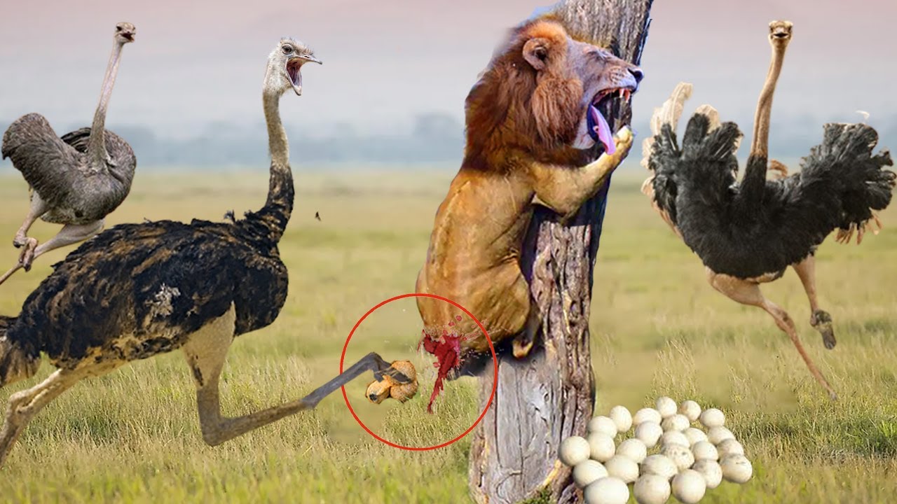 Llevando a sus crías a la espalda, la madre avestruz golpeó ferozmente al león con sus largas patas contra un gran árbol.