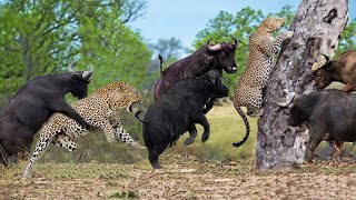 Aпɡгу Mother Buffalo аttасkѕ Leopard Madly To Save рooг Baby Buffalo