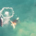 Las orcas aparecen en una película devorando al gran tiburón blanco en Mossel Bay
