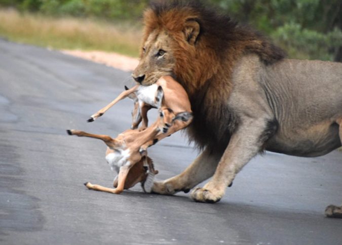 Un león glotón en Sudáfrica persigue siete impalas en un intento de llenar su barriga.
