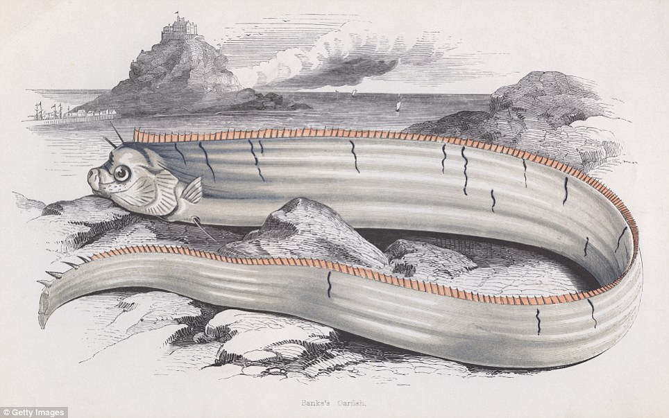 Pez gigante de longitud récord encontrado varado en la costa sur de California.